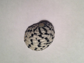 Смотреть фото Текстильная нерита Фото Текстильная нерита