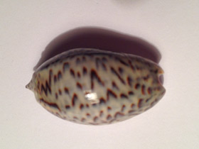 Смотреть фото Луковичная олива Фото Луковичная олива