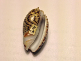 Смотреть фото Луковичная олива Фото Луковичная олива