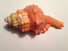 Фото Грушевидный тритон