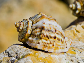 Смотреть фото Рапана Томаса Фото Рапана Томаса