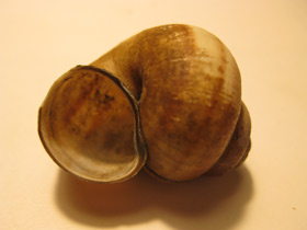 Смотреть фото Болотная лужанка Фото Болотная лужанка