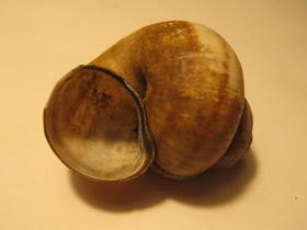 Смотреть фото Болотная лужанка Фото Болотная лужанка