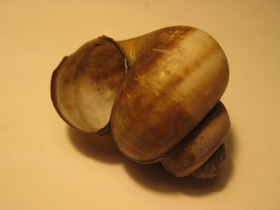 Смотреть фото Болотная лужанка Фото Болотная лужанка