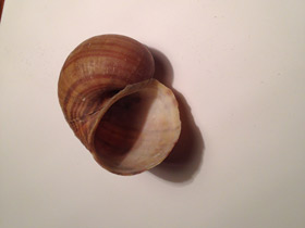 Смотреть фото Уссурийская живородка Фото Уссурийская живородка