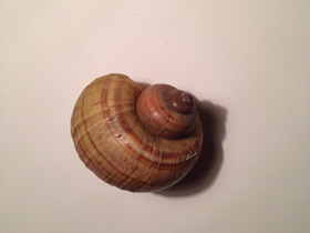 Смотреть фото Уссурийская живородка Фото Уссурийская живородка