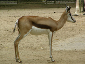 Смотреть фото Спрингбок Фото Спрингбок