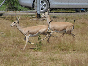 Смотреть фото Газель Гранта Фото Газель Гранта