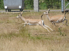 Смотреть фото Газель Гранта Фото Газель Гранта