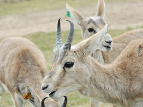 Смотреть фото Джейран Фото Джейран