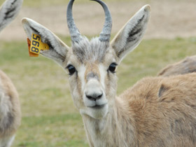 Смотреть фото Джейран Фото Джейран