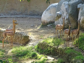 Смотреть фото Геренук Фото Геренук