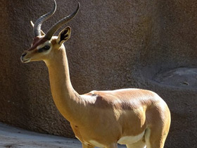 Смотреть фото Геренук Фото Геренук