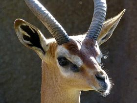 Геренук Геренук