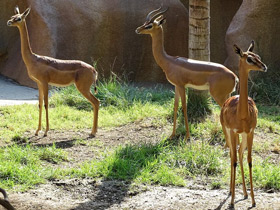 Смотреть фото Геренук Фото Геренук