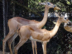 Смотреть фото Геренук Фото Геренук