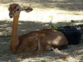Смотреть фото Геренук Фото Геренук