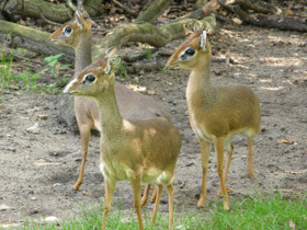 Смотреть фото Обыкновенный дикдик Фото Обыкновенный дикдик