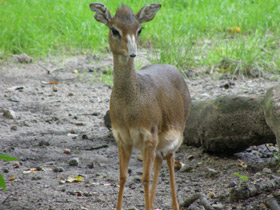 Смотреть фото Обыкновенный дикдик Фото Обыкновенный дикдик