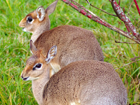 Смотреть фото Обыкновенный дикдик Фото Обыкновенный дикдик
