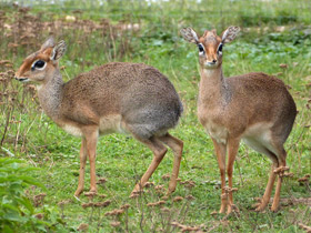 Смотреть фото Обыкновенный дикдик Фото Обыкновенный дикдик