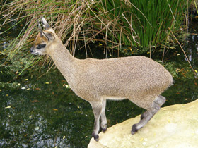 Смотреть фото Антилопа-прыгун Фото Антилопа-прыгун