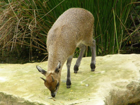 Смотреть фото Антилопа-прыгун Фото Антилопа-прыгун