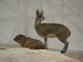 Смотреть фото Антилопа-прыгун Фото Антилопа-прыгун