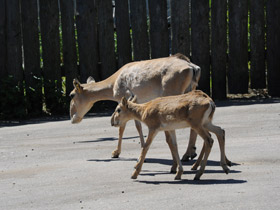 Смотреть фото Сайгак Фото Сайгак