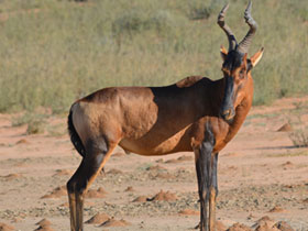 Смотреть фото Конгони Фото Конгони