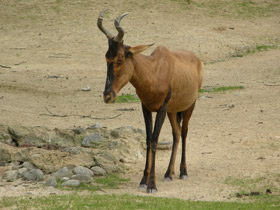 Каама Каама