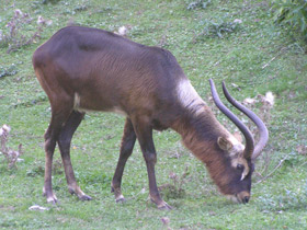 Смотреть фото Суданский козел Фото Суданский козел