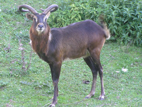 Смотреть фото Суданский козел Фото Суданский козел