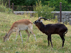 Смотреть фото Суданский козел Фото Суданский козел