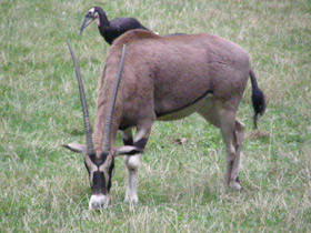 Смотреть фото Обыкновенный орикс Фото Обыкновенный орикс