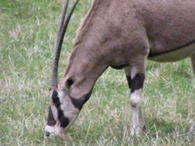 Смотреть фото Обыкновенный орикс Фото Обыкновенный орикс