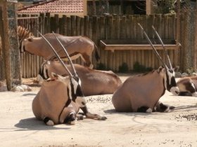 Смотреть фото Обыкновенный орикс Фото Обыкновенный орикс