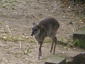 Смотреть фото Голубой дукер Фото Голубой дукер