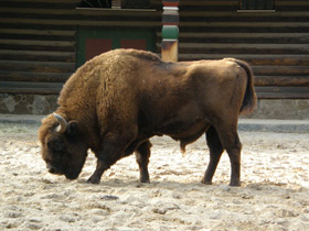 Смотреть фото Зубр Фото Зубр