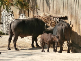 Смотреть фото Африканский буйвол Фото Африканский буйвол