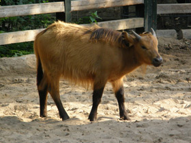 Смотреть фото Африканский карликовый буйвол Фото Африканский карликовый буйвол