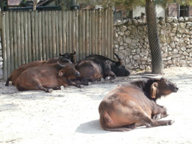 Смотреть фото Африканский карликовый буйвол Фото Африканский карликовый буйвол