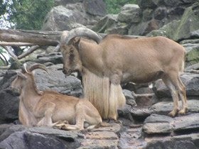 Смотреть фото Гривистый баран Фото Гривистый баран