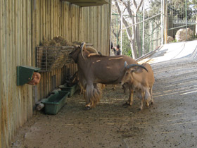 Смотреть фото Гривистый баран Фото Гривистый баран