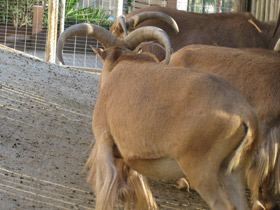 Смотреть фото Гривистый баран Фото Гривистый баран