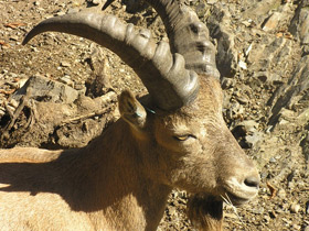 Западнокавказский тур Западнокавказский тур
