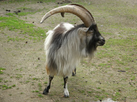 Смотреть фото Козы Фото Козы