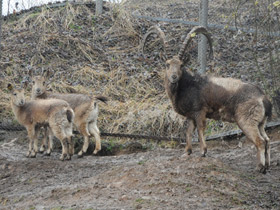 Смотреть фото Сибирский горный козел Фото Сибирский горный козел