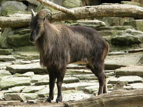 Смотреть фото Гималайский тар Фото Гималайский тар
