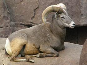 Смотреть фото Толсторог Фото Толсторог